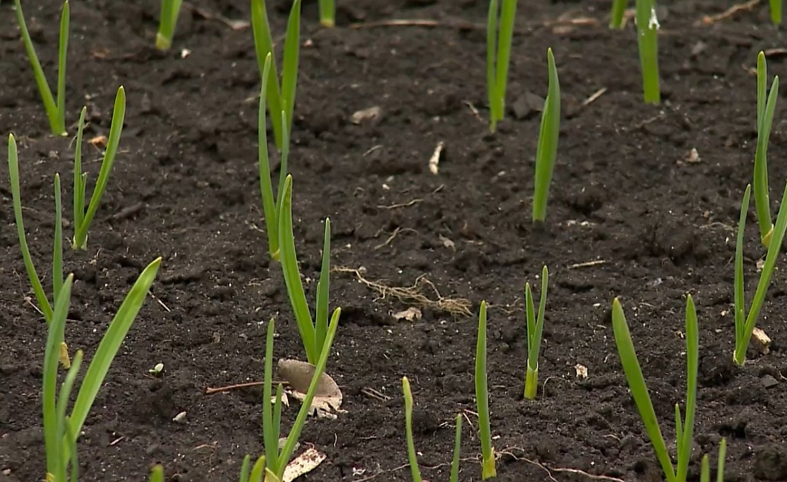 Дачный сезон в Пензенской области стартует 19 апреля